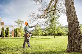 How Our Tree Care Process Works  in Boyes Hot Springs, CA